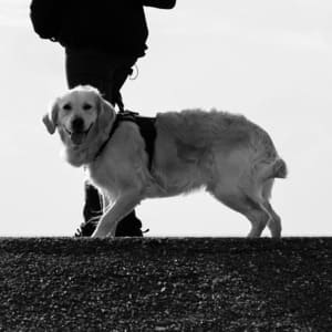 Educateur comportementaliste canin - dresseur chien. Saint Dié des Vosges - Dog's Alpha Concept Vosges