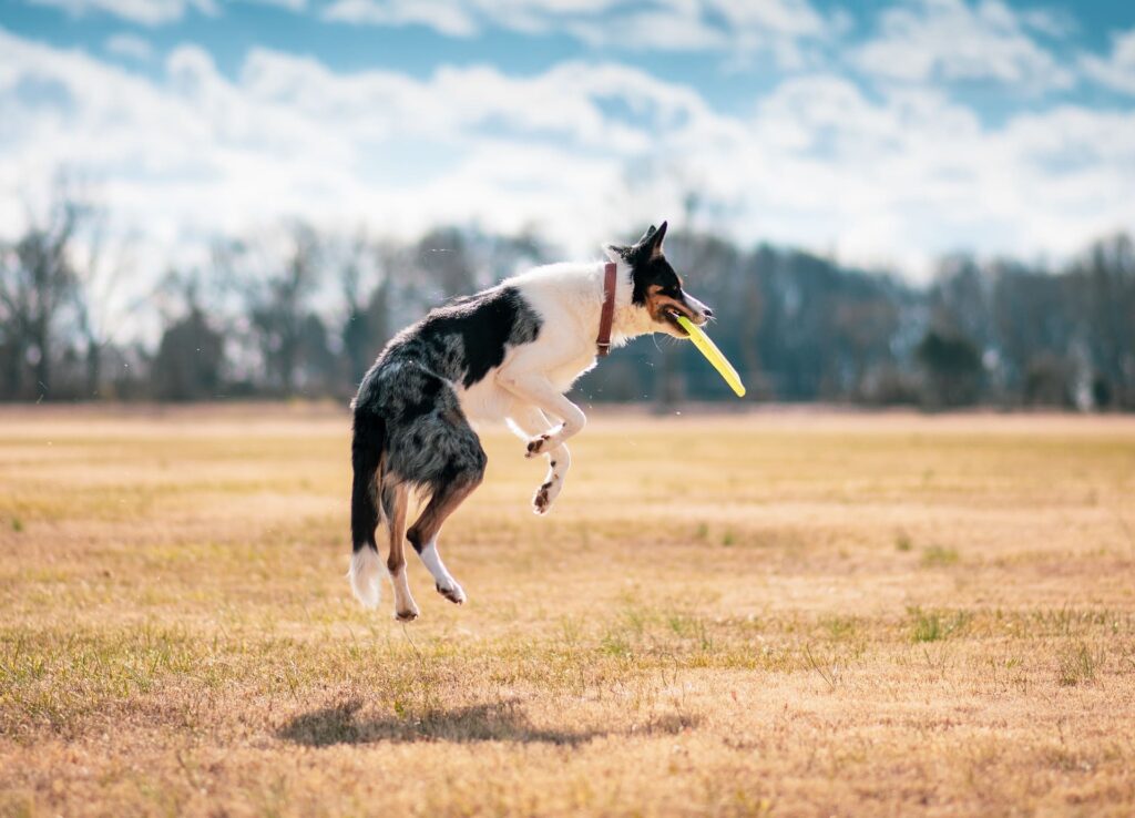 Border collie avec son frisby