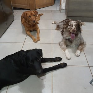 trois chiens couchés - ordre couché - éducation canine - Dog's Alpha Concept - chiens obéissants