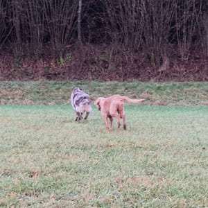 deux chiens courent fuguent - éducation canine et trouble du comportement - Dog's Alpha Concept