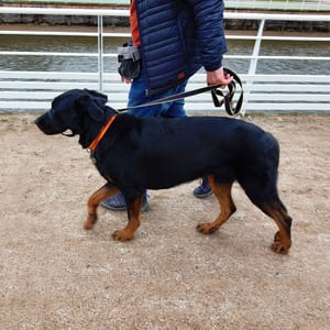 Apprentissage de la marche en laisse - éducation canine - dressage chien - vosges - Saint Dié - Epinal - Raon L'étape - Schirmeck