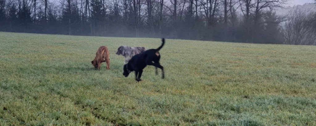 meute de chien flairant le sol