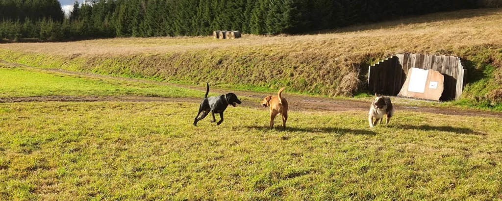 meute de chiens jouant dans un pré