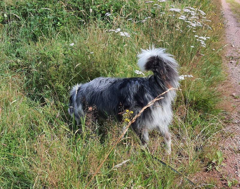 chien truffe au sol